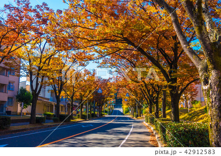 紅葉したケヤキの街路樹 42912583