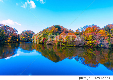 むろいけ園地の紅葉 むろいけ園地の紅葉 42912773