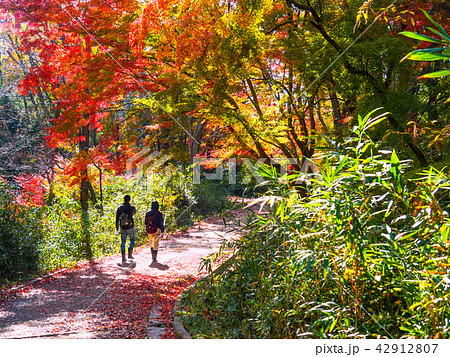 むろいけ園地の紅葉 42912807