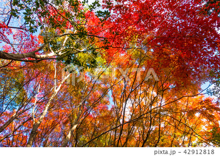 むろいけ園地の紅葉 むろいけ園地の紅葉 42912818