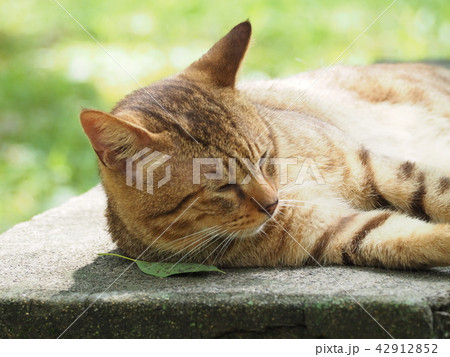 ベンチでごろごろする小猫 42912852