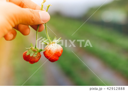 Fresh red strawberry in the garden 42912888