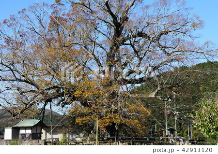 11月の野間の大ケヤキ 42913120