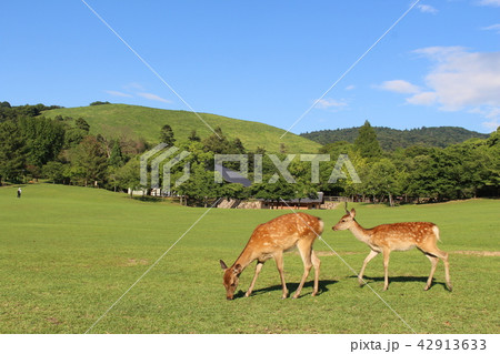 奈良 若草山と鹿の写真素材