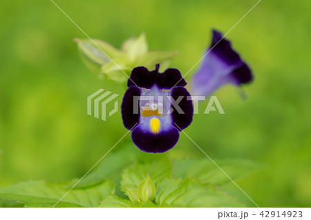 花・トレニア・紫・緑・花壇 花・トレニア・紫・緑・花壇 42914923