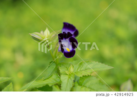 花・トレニア・紫・緑・花壇 花・トレニア・紫・緑・花壇 42914925