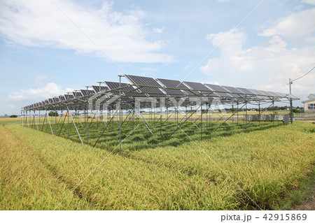 太陽光パネル_営農型ソーラー　三重県木曽岬町 42915869