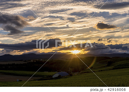 丘の町・美瑛の夕景 丘の町・美瑛の夕景 42916008