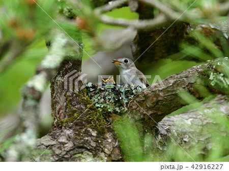 コサメビタキ　繁殖 42916227