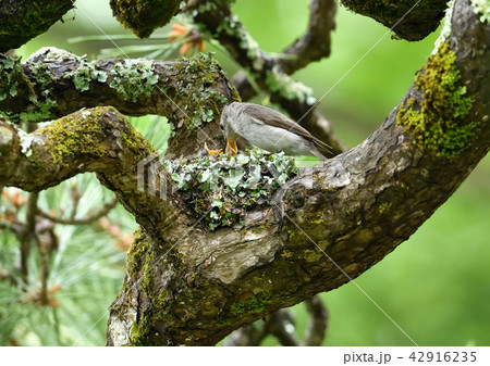 コサメビタキ　繁殖 42916235