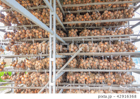 玉ねぎ小屋 玉ねぎ小屋 42916368