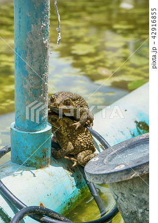 Frog are breeding 42916855