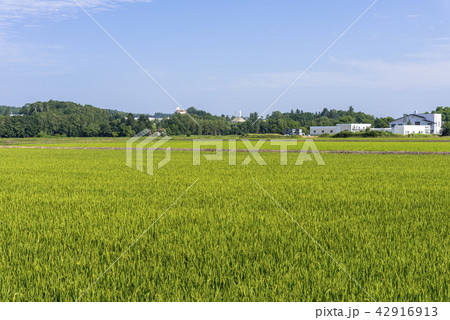 美瑛町の水田風景 42916913