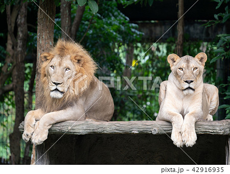 male and female lion laying together 42916935
