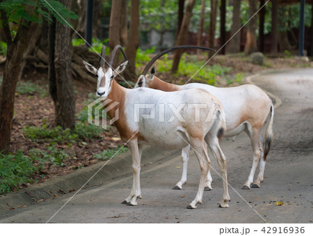 scimitar oryx in zoo 42916936