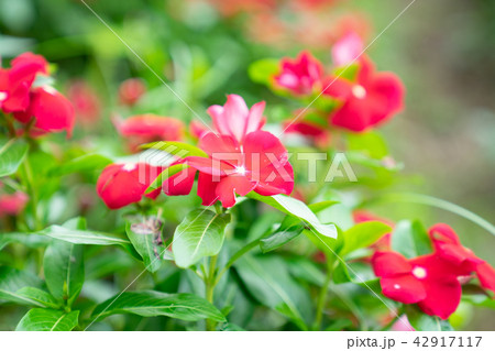 フィールドの花 花畑 花 42917117