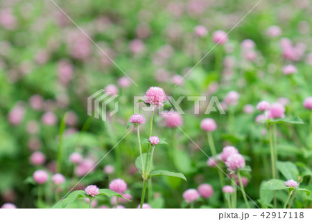 フィールドの花 花畑 花 42917118