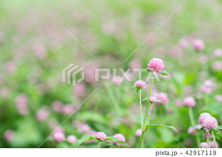 フィールドの花 花畑 花 42917119