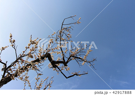 <茨城県>偕楽園の梅 <茨城県>偕楽園の梅 42917888