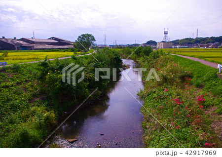 ヒガン花の咲く小川の土手 42917969