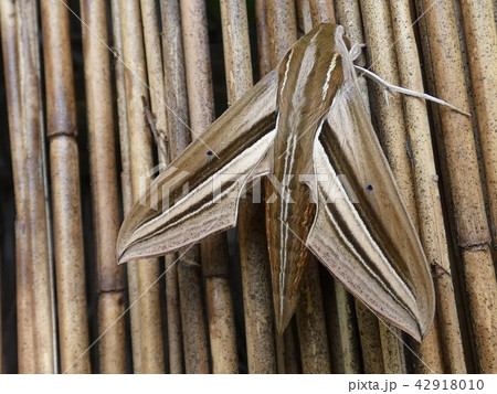 かくれ蛾 かくれ蛾 42918010