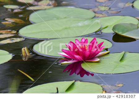 睡蓮の花 睡蓮の花 42918307