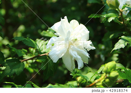 ムクゲ 白八重 の花 白色 の写真素材