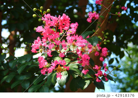 サルスベリの花（ピンク） 42918376