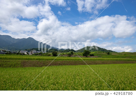 田園風景(愛媛県東温市) 田園風景(愛媛県東温市) 42918780