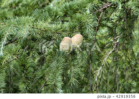 ヒマラヤ杉の松ぼっくりの写真素材