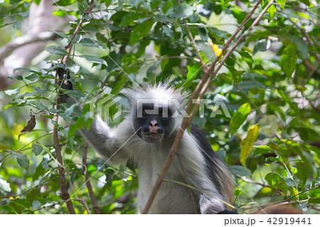 Red colobus Piliocolobus kirki monkey 42919441