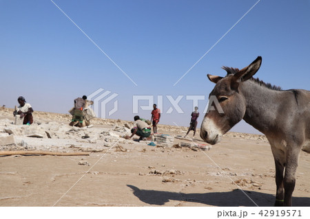 ロバ ロバ 42919571