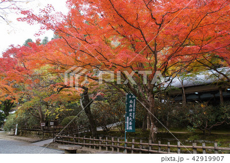秋の室生寺 秋の室生寺 42919907