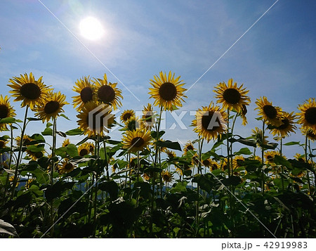 太陽と満開の向日葵 42919983