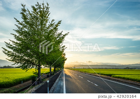 イチョウ並木の日の入り 42920164