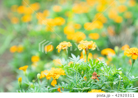 女性 メス フィールドの花 42920311
