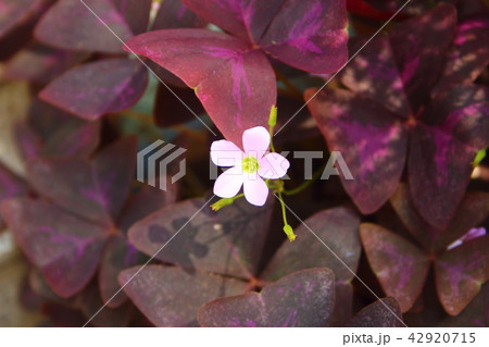 オキザリス・トリアングラリス 42920715