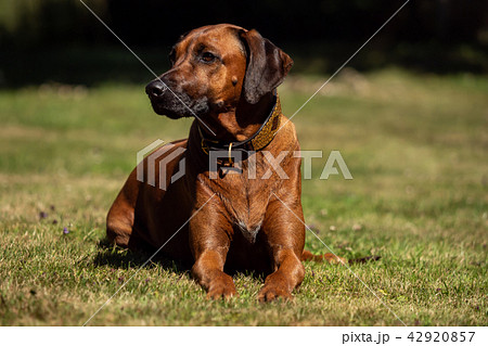 A Rhodesian Ridgeback lies in the green meadow A Rhodesian Ridgeback lies in the green meadow 42920857