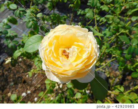 バラ シャルロット バラ シャルロット 42920985