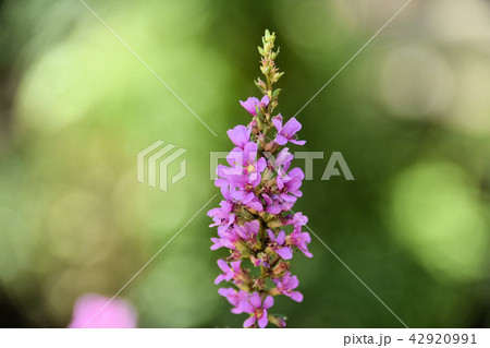 ミソハギ 42920991