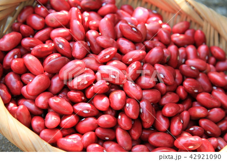 金時豆 赤い 豆 金時豆 赤い 豆 42921090