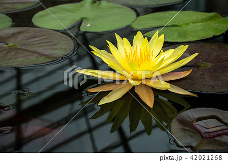 Beautiful yellow lotus Beautiful yellow lotus 42921268