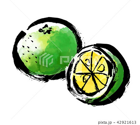 筆描き　柑橘類 42921613