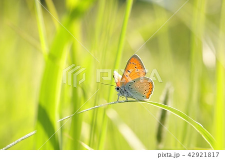 Butterfly (Large copper) on a spring morning  42921817