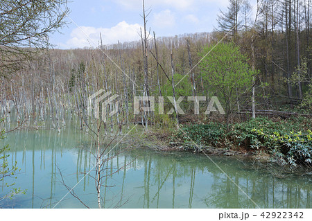 Blue Pond at in Hokkaido, Biei JAPAN 42922342