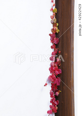 蔦紅葉 蔦紅葉 42922429