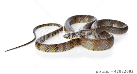 snake isolated on white 42922692