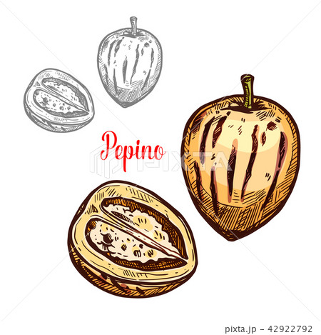 Pepino fruit or exotic melon pear sketch design 42922792