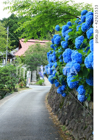 紫陽花の咲く参道 紫陽花の咲く参道 42923533