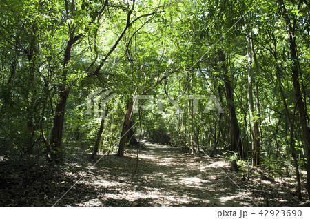 Namal Uyana in Galkiriyagama Sri Lanka  42923690